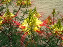 ابریشم مصری